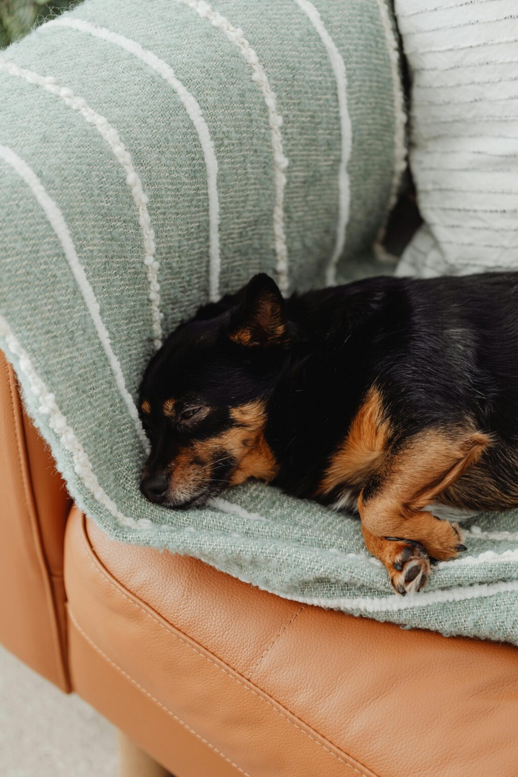 Cute puppy sleeping peacefully on a cushioned sofa, showcasing comfort and relaxation.